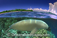 Dugong half under over Photo - David Fleetham