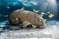 Florida Manatee with fish picking off algae Photo - David Fleetham