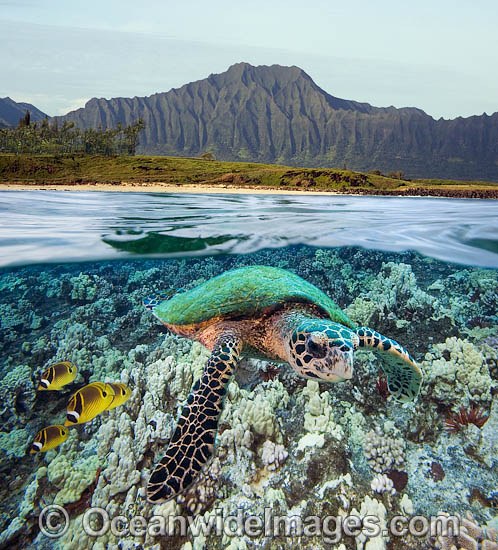 Green Sea Turtle and Butterflyfish photo