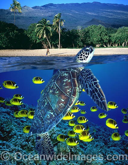 Green Sea Turtle with Butterflyfish photo