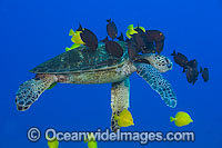 Surgeonfish cleaning Green Turtle Photo - David Fleetham