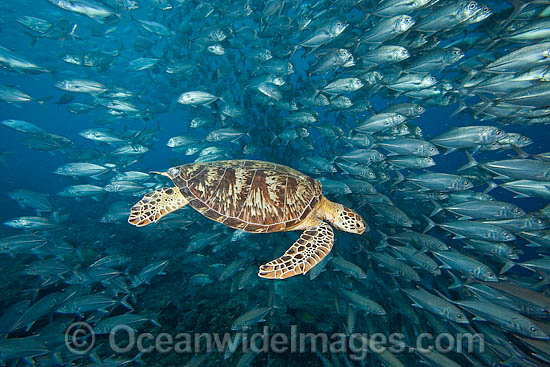 Green Sea Turtle and Jacks photo