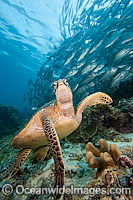 Green Sea Turtle and Jacks Photo - David Fleetham