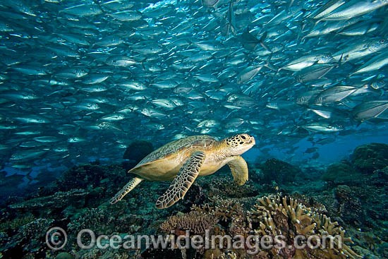 Green Sea Turtle and Trevally photo