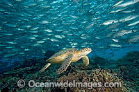 Green Sea Turtle and Trevally Photo - David Fleetham