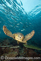 Green Sea Turtle and Fish Photo - David Fleetham