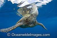 Green Sea Turtle breathing at surface Photo - David Fleetham