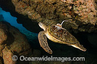 Green Sea Turtle satelite transmitter Photo - David Fleetham
