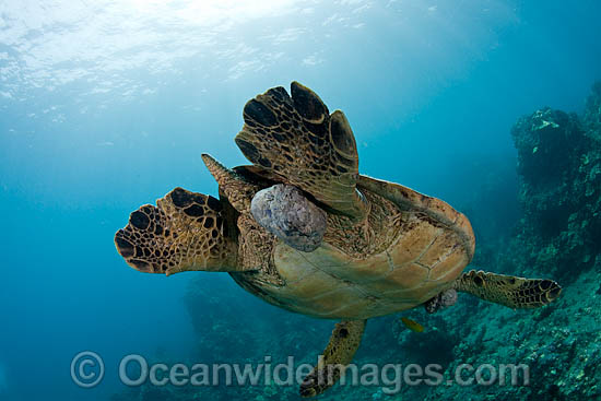 Green Sea Turtle with tumors photo