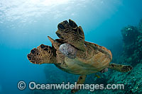 Green Sea Turtle with tumors Photo - David Fleetham