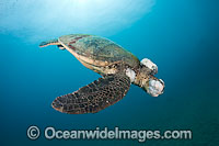 Green Sea Turtle with tumors Photo - David Fleetham