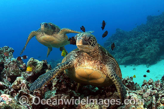 Green Sea Turtle Hawaii photo
