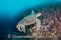 Green Sea Turtle cleaned behavior behaviour by Hogfish Photo - David Fleetham