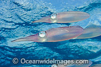 Caribbean Reef Squid Sepioteuthis sepioidea Photo - David Fleetham