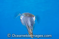 Caribbean Reef Squid Photo - David Fleetham