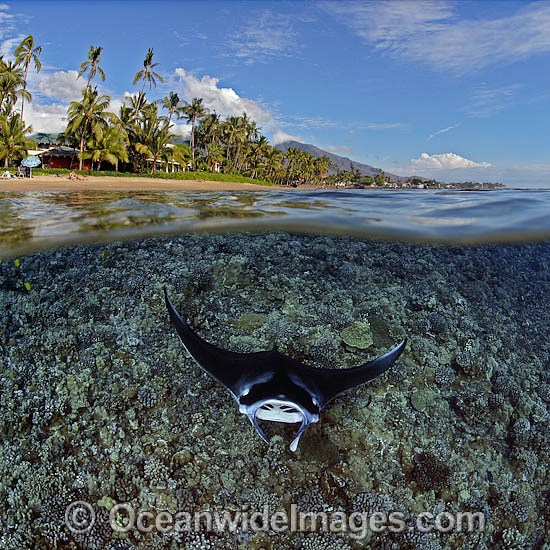 Manta Ray coral reef island photo