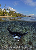 Manta Ray coral reef island Photo - David Fleetham