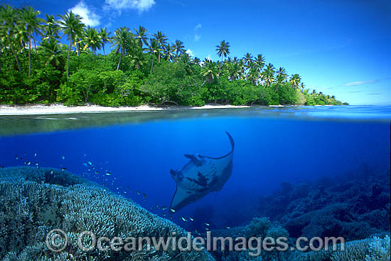 Manta Ray coral reef and island photo