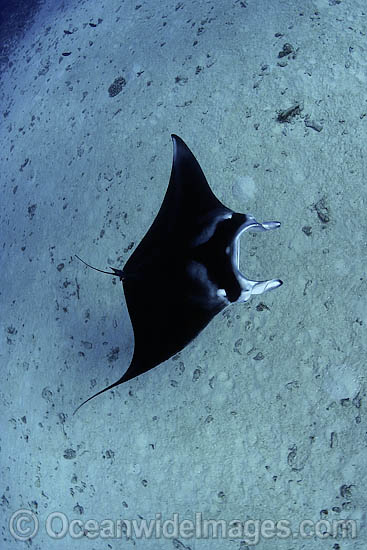 pacific manta ray