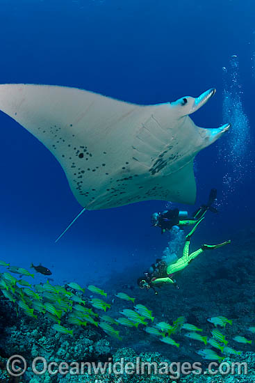 Scuba diver with Manta Ray photo