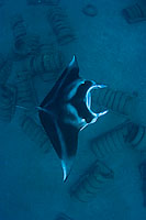 Manta Ray over artificial reef Photo - David Fleetham