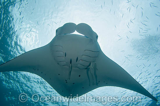 manta rays are brown