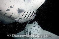 Manta Ray feeding on plankton Photo - David Fleetham