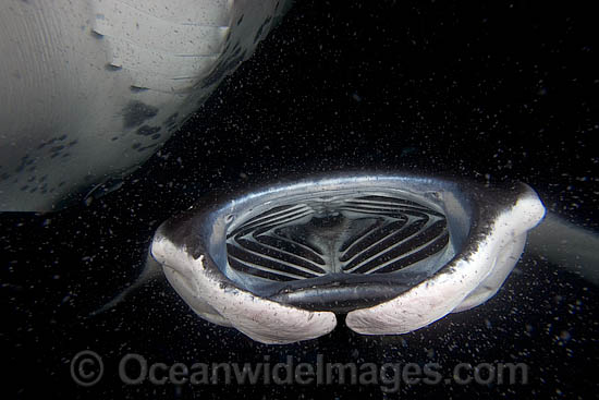 Manta Ray feeding on plankton photo