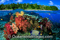 Coral reef and Island under over Photo - David Fleetham
