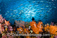 Tropical Reef Scene Photo - David Fleetham