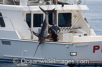 Swordfish hauled onto boat Photo - David Fleetham