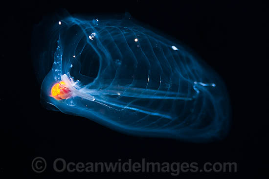 Pelagic Tunicate photo