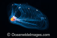 Pelagic Tunicate Photo - David Fleetham