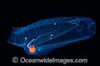 Pelagic Tunicate Salpa aspera Photo - David Fleetham