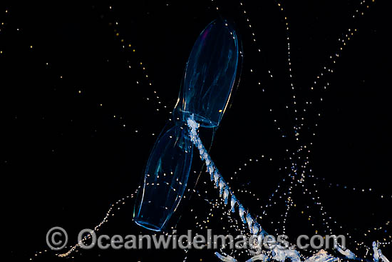 Diphyid siphonophore Prya dubia photo