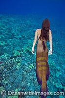 Mermaid lady dolphin tail Photo - David Fleetham