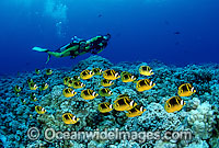 Scuba Divers with schooling fish Photo - David Fleetham