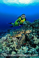 Scuba Divers with Green Sea Turtle Photo - David Fleetham