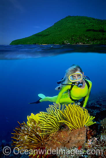 Scuba Diver with Crinoids photo