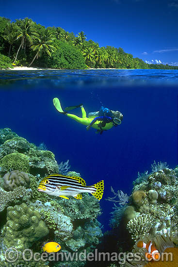 Scuba Diver Fish and Coral photo