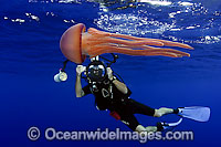 Photographer with Jellyfish Photo - David Fleetham