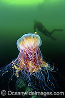 Diver with Lion's Mane Jellyfish Photo - David Fleetham