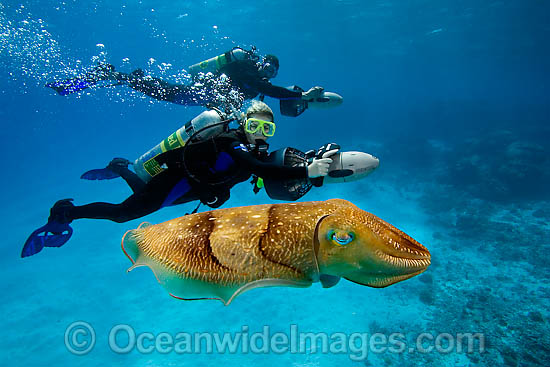 Scuba Diver and Cuttlefish photo