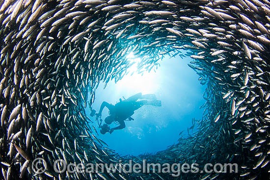 Diver Photographing schooling fish photo