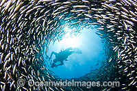 Diver Photographing schooling fish Photo - David Fleetham