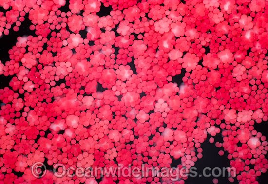 Coral spawning photo