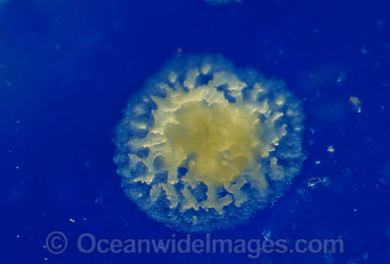 Coral reproduction photo