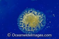 Coral reproduction Photo - Peter Harrison