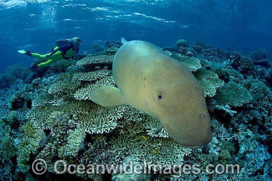 Diver with Dugong underwater photo