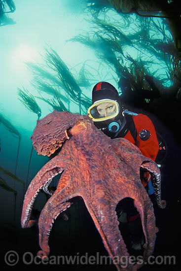 Giant Pacific Octopus and Diver photo
